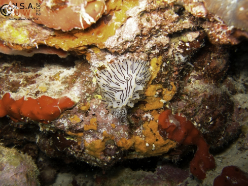 A NUDIBRANCH