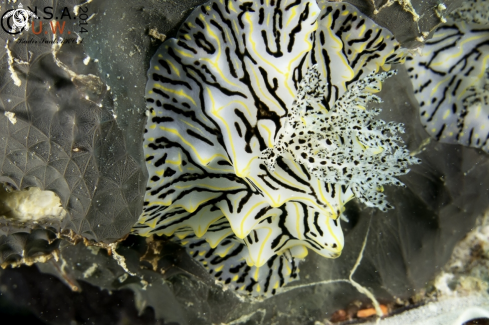 A NUDIBRANCH