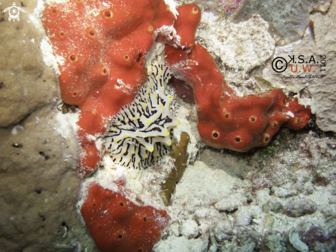 A NUDIBRANCH