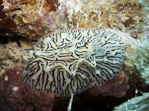 A NUDIBRANCH