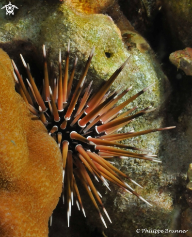 A Sea urchin