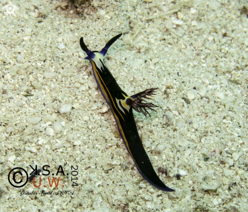 A NUDIBRANCH