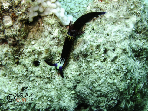 A NUDIBRANCH