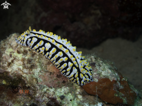 A NUDIBRANCH