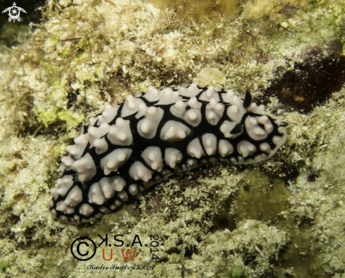 A NUDIBRANCH