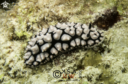 A NUDIBRANCH