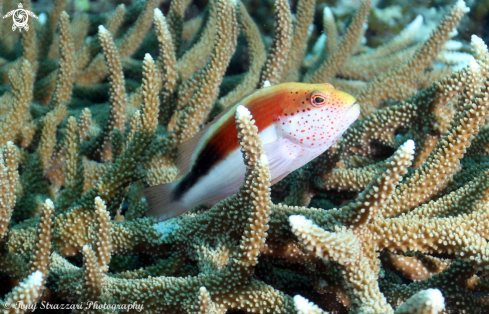 A Freckled hawkfish