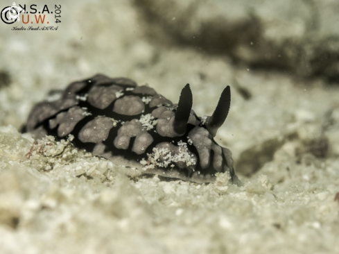 A NUDIBRANCH