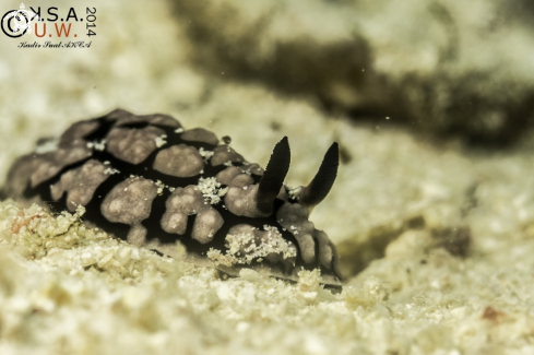 A NUDIBRANCH