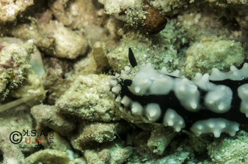 A NUDIBRANCH