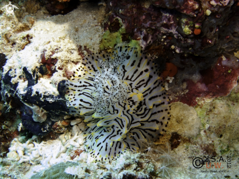 A NUDIBRANCH