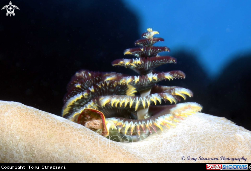 A Christmas tree worm