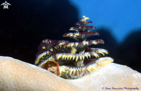 A Christmas tree worm