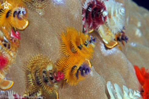 A Christmas tree worms