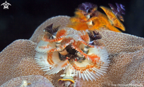 A Christmas tree worms