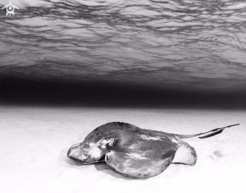 A Southern Atlantic stingray