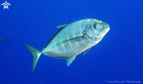 A Yellow-spotted trevally