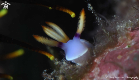 A Hypselodoris bullocki