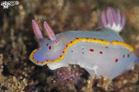 A Hypselodoris bennetti