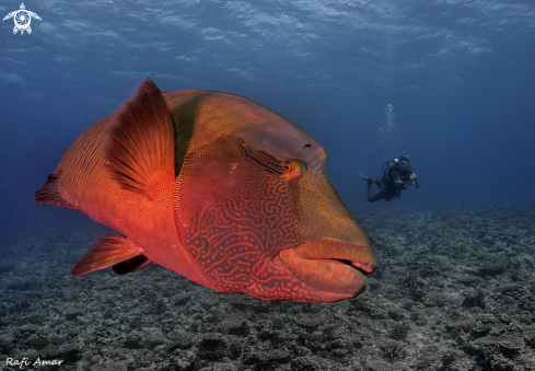 A Napoleon fish