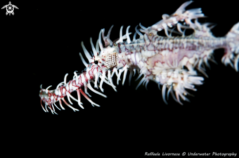 A ghost pipe fish