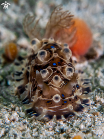 A Nudibranch