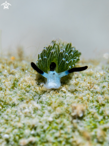 A Nudibranch