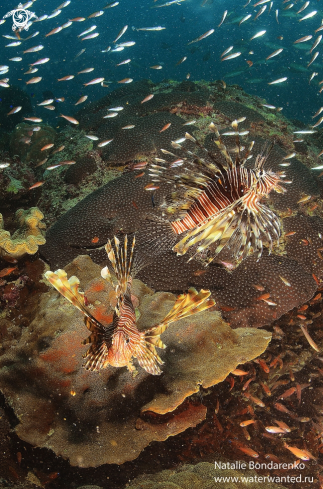A Lion-fishes