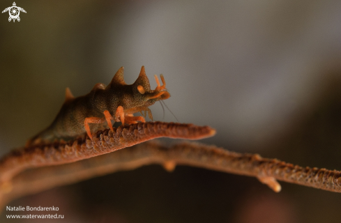 A Dragon-shrimp