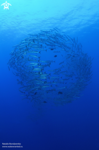 A School of barracudas