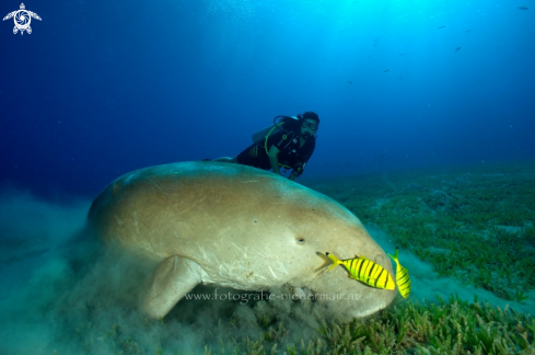 A Dugong dugon