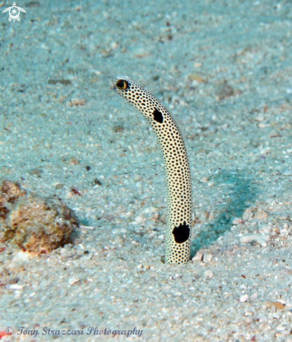 A Spotted Garden Eel