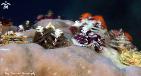 A Christmas tree worms