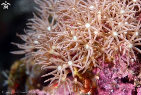 A Soft coral