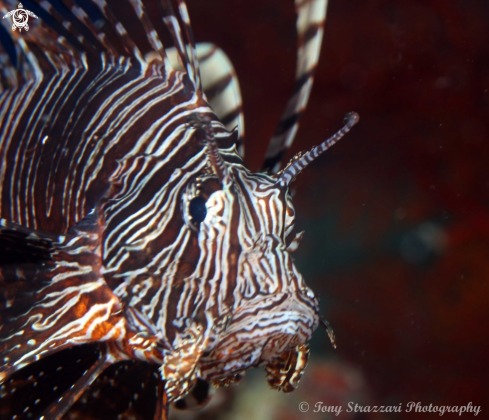 A Lionfish