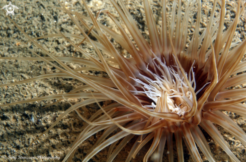 A Banded Tube Anemone