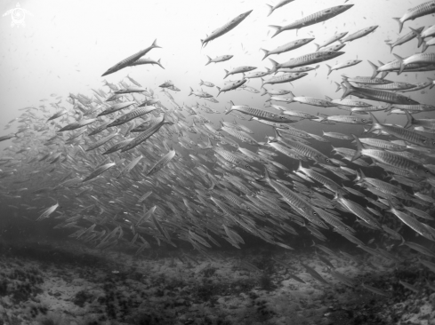 A Chevron Barracuda