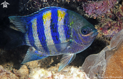 A Bengal sergeant