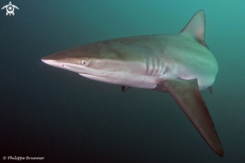 A Dusky shark