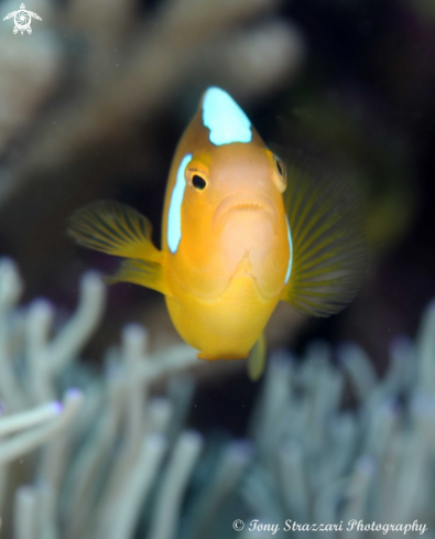 A Whitebonnet anemonefish