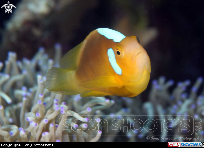 A Whitebonnet anemonefish