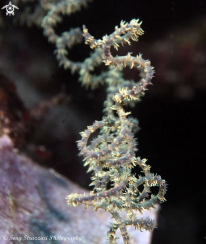 A Black coral whip
