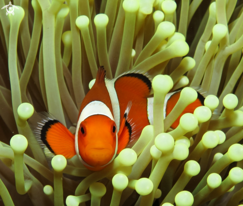 A clown fish