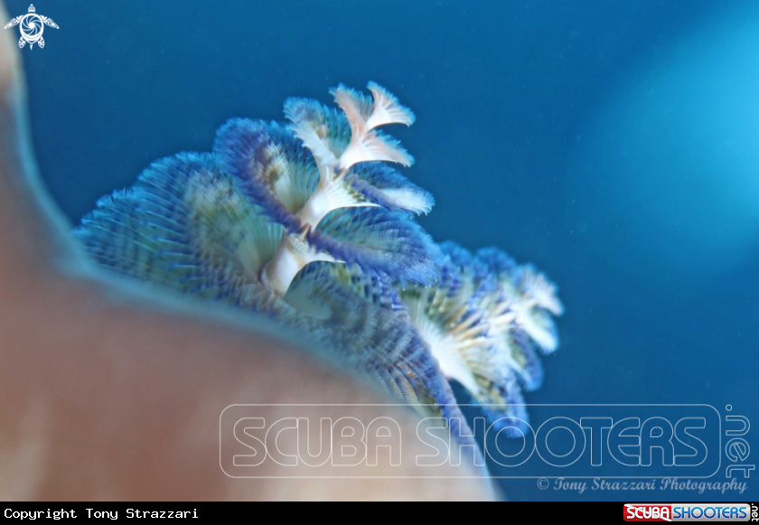 A Christmas tree worms