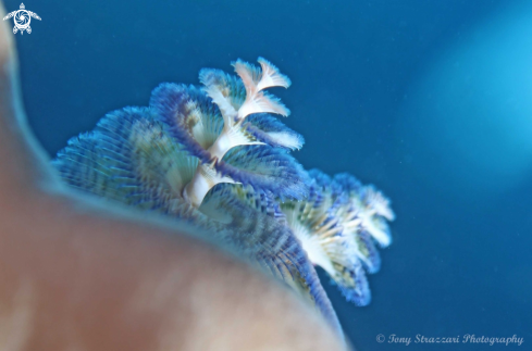 A Christmas tree worms