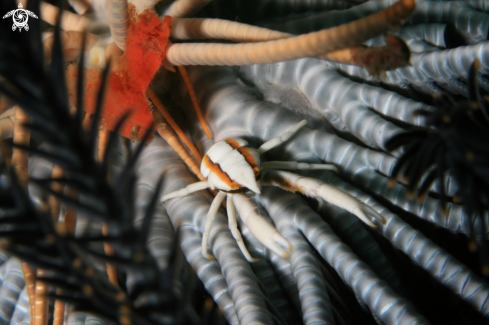 A Allogalathea Elegans | Crinoid Squat Lobster