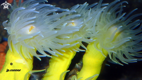 A Corail jaune solitaire