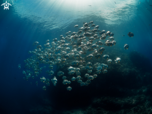 A Longfin Batfish