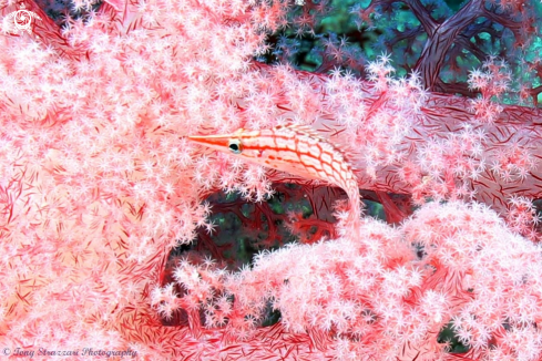 A Long-nose hawkfish