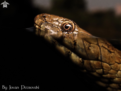 A Vodena zmija Ribarica / Water snake - Ribarica.